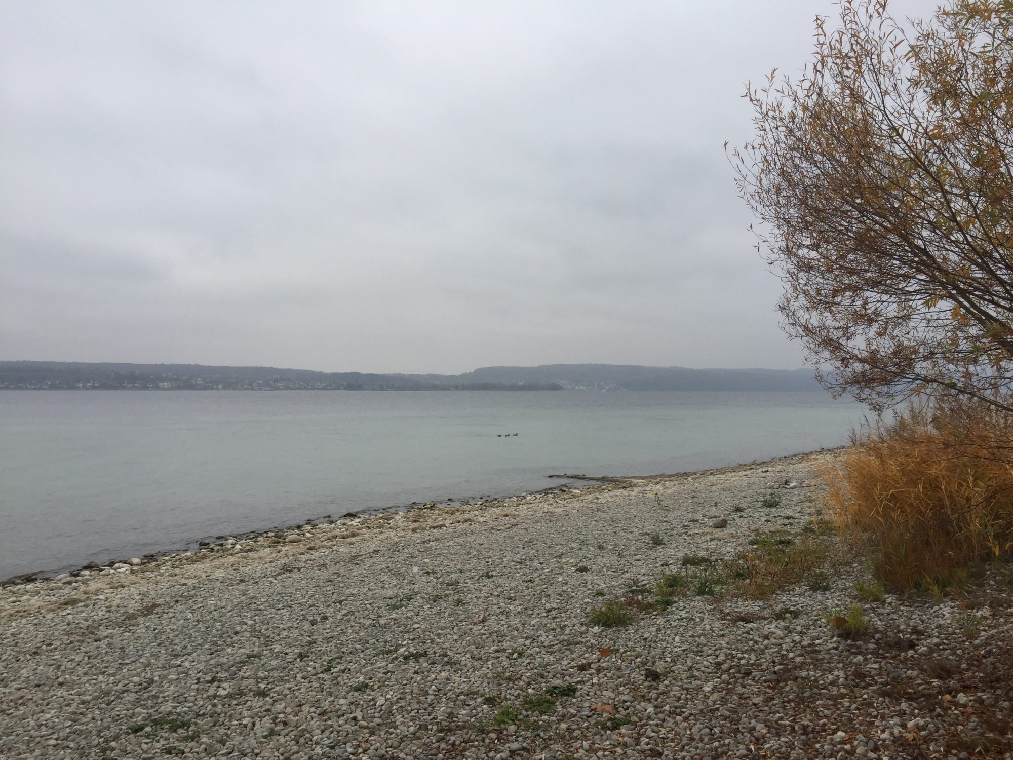 Nußdorf am Bodensee